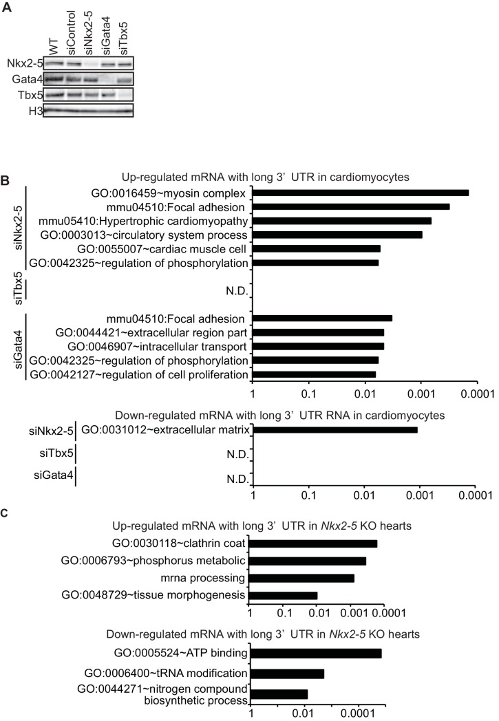 Figure 2—figure supplement 4.