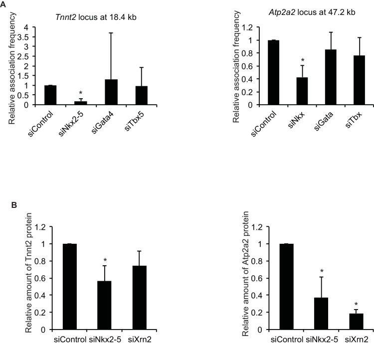 Figure 2—figure supplement 1.