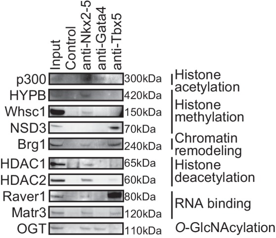 Figure 1—figure supplement 1.