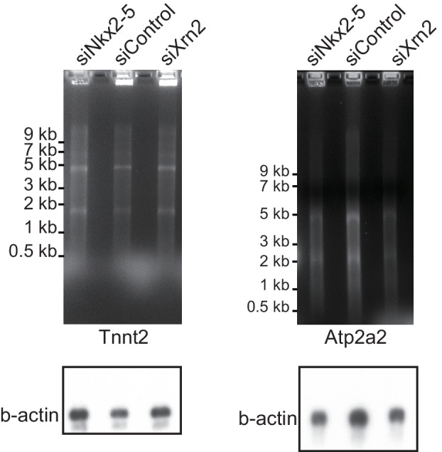 Figure 4—figure supplement 3.