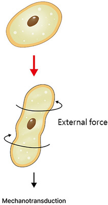 FIGURE 10