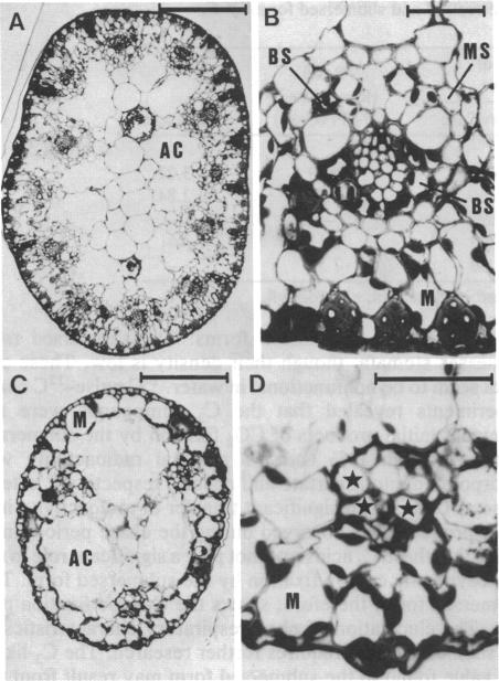 graphic file with name pnas00297-0167-a.jpg