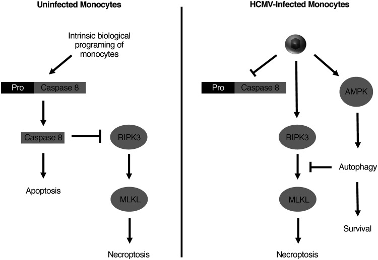 FIG 10