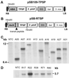 Fig 1.
