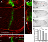 FIGURE 5: