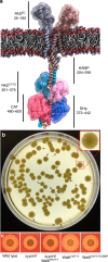 Fig. 1