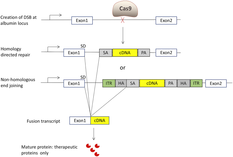 Figure 1