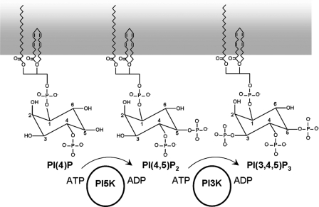 FIGURE 1.