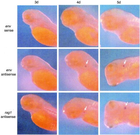 FIG. 7.