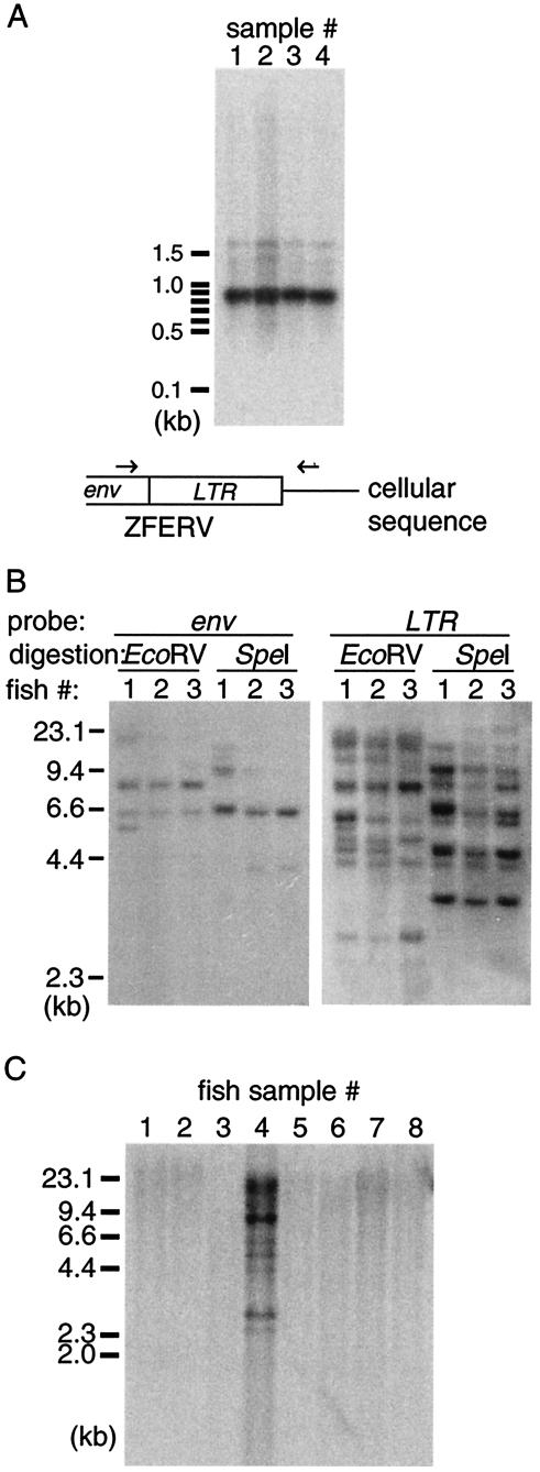 FIG.4.