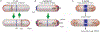 Fig. 3.