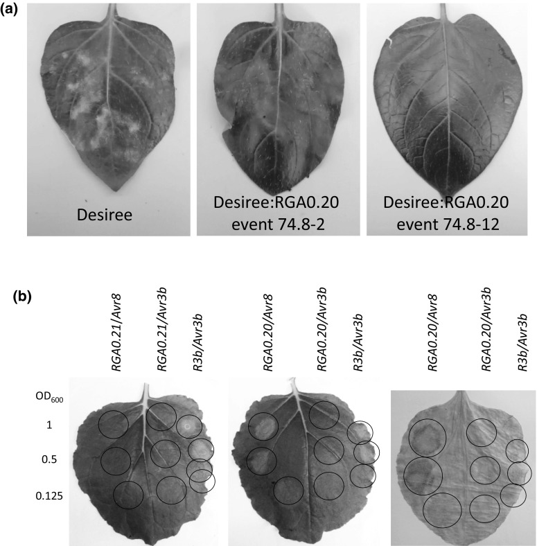 Fig. 2