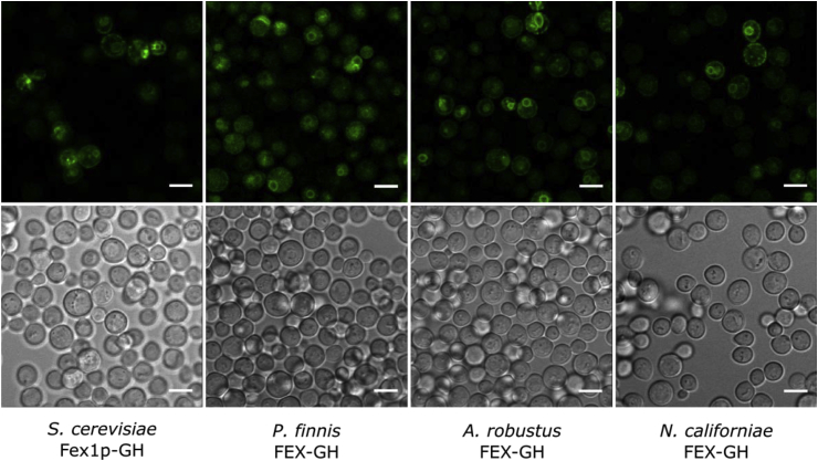 Fig. 3