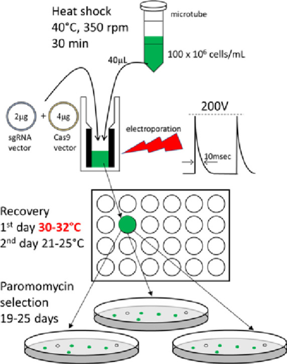 Image, graphical abstract