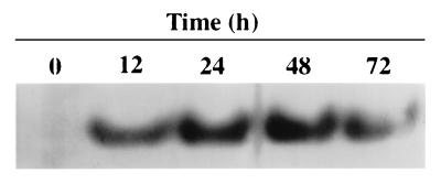 FIG. 1