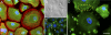Fig. 12.