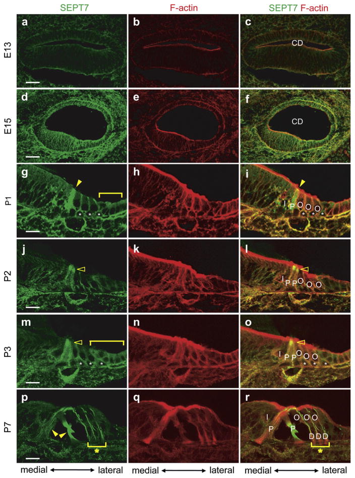 Fig. 10