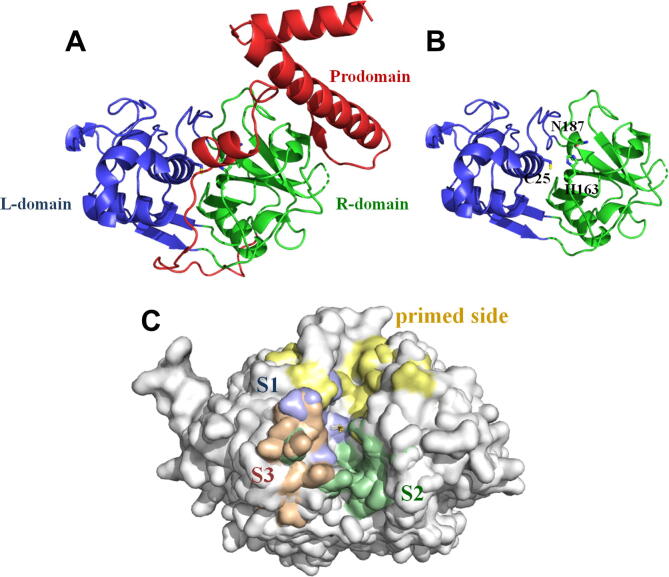 structure-determinants-defining-the-specificity-of-papain-like-cysteine