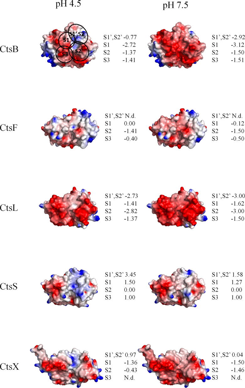 structure-determinants-defining-the-specificity-of-papain-like-cysteine