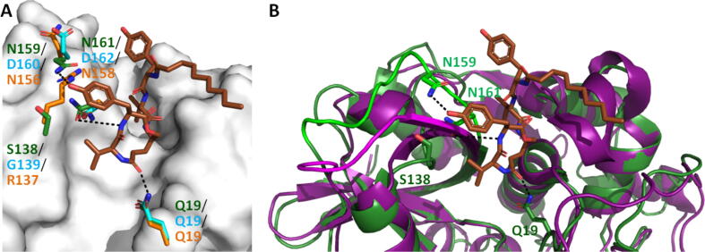 structure-determinants-defining-the-specificity-of-papain-like-cysteine