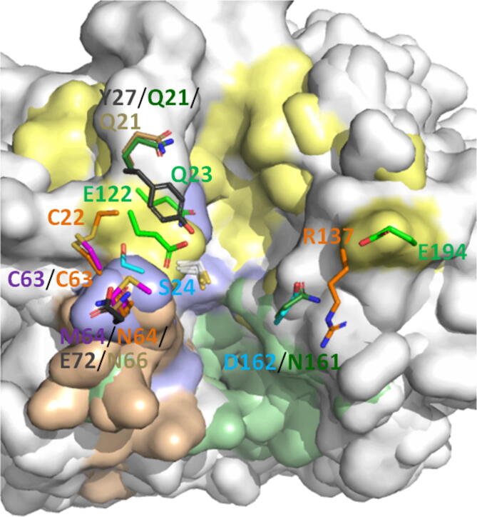 structure-determinants-defining-the-specificity-of-papain-like-cysteine