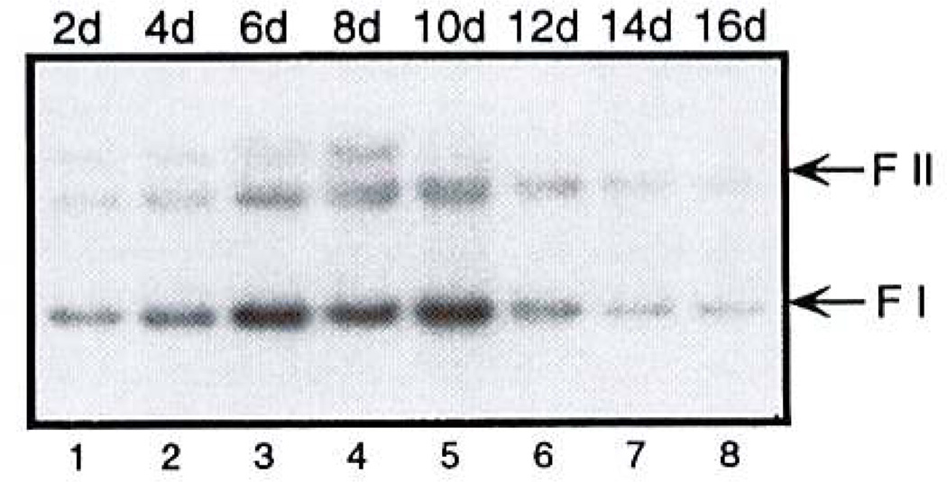 FIG. 1