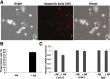 Figure 7