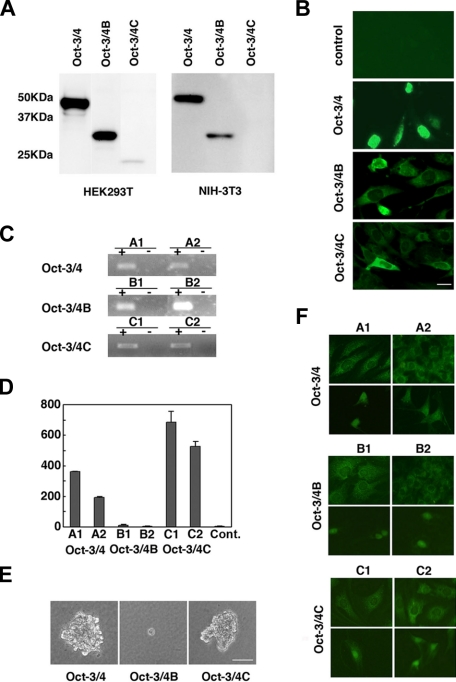 FIGURE 4.