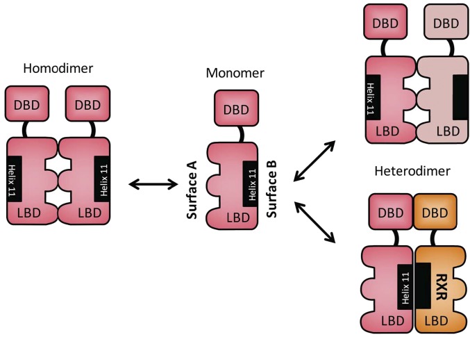 Fig. 8.