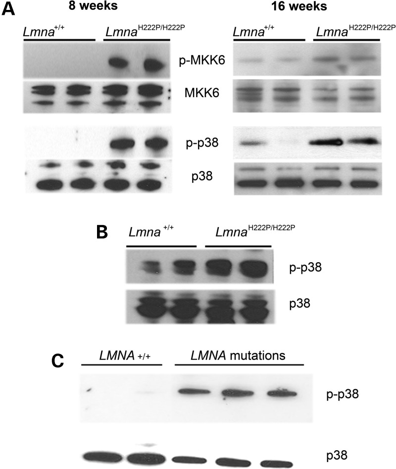 Figure 2.