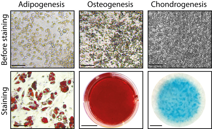 Figure 3.