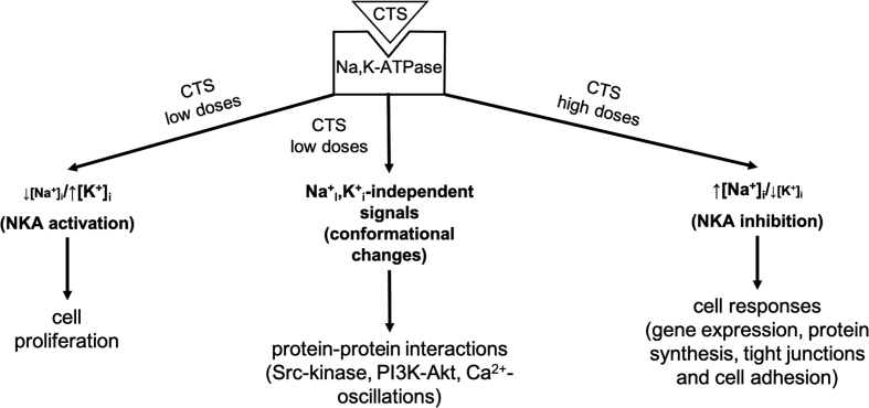 Figure 3