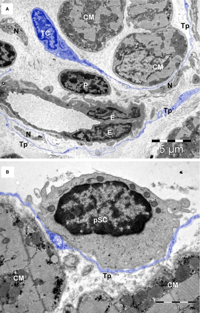 Fig. 5