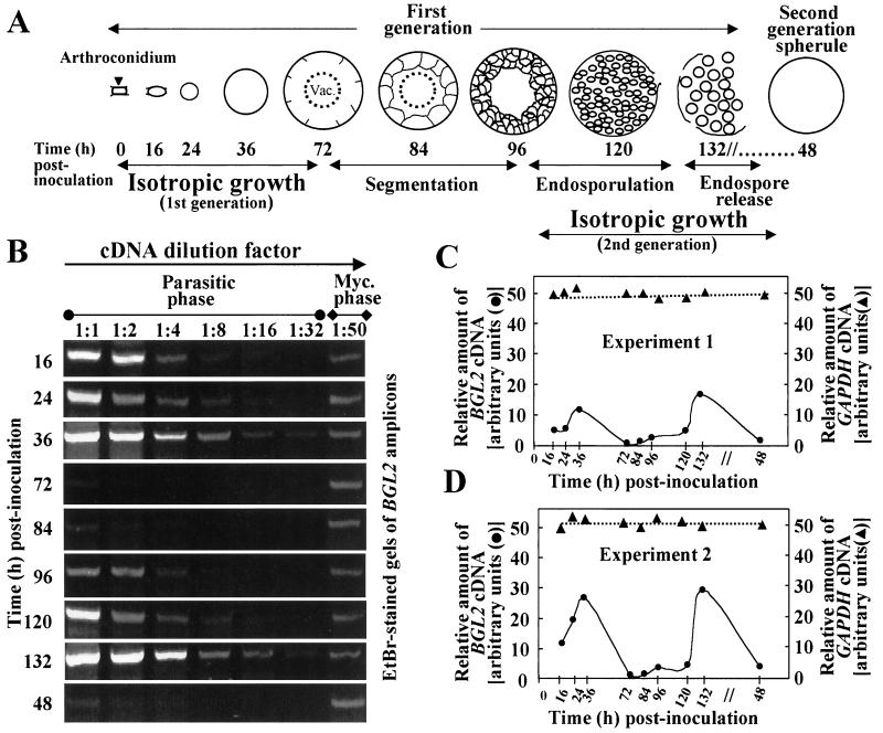 FIG. 7