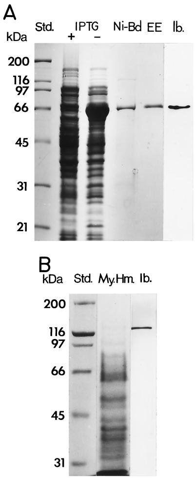 FIG. 5