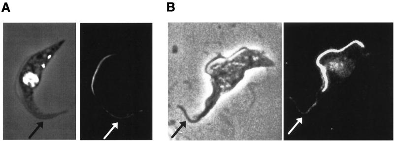 FIG. 5