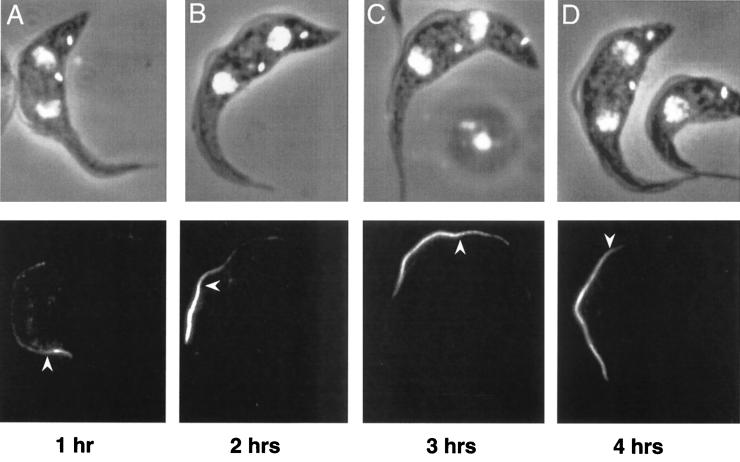 FIG. 4