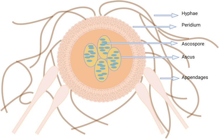 Fig. 3