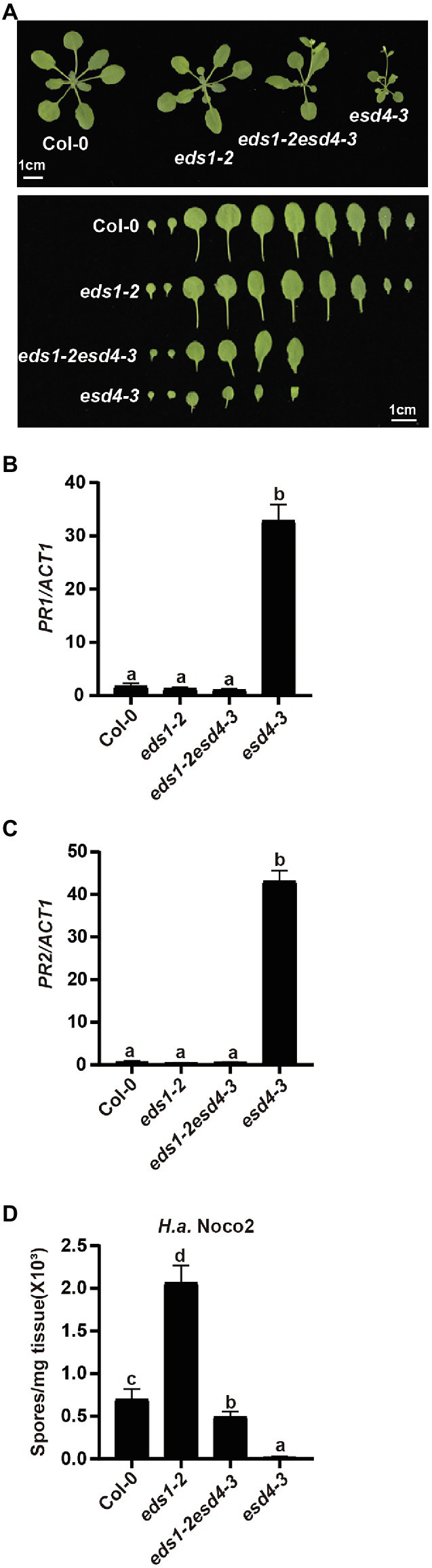 Figure 5