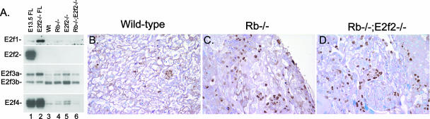 FIG. 5.