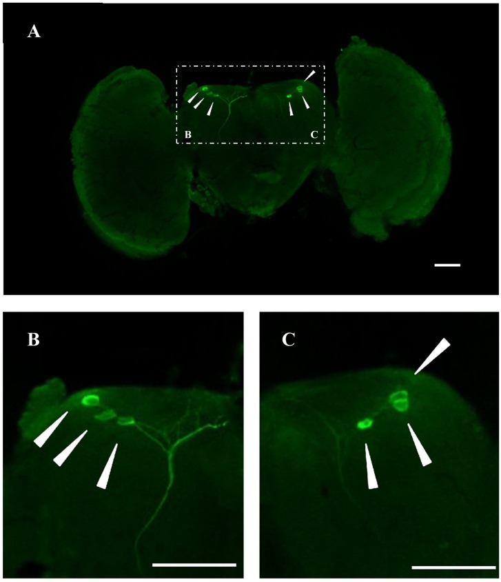 FIGURE 2