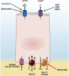 Figure 2