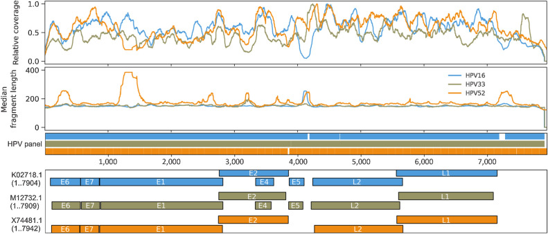 Figure 6. Genome-wide fragmentomic patterns of HPV-mapping ctDNA fragments across 3 HPV genotypes. First track: Relative read depth coverage for HPV-mapping paired-end reads. Coverage is normalized relative to the maximum for each genome. Relative coverage of 0 indicates no properly paired mapping reads. Samples from tumors harboring HPV-16 (blue; N = 22 samples from 21 patients), HPV-33 (gold; N = 2 samples from 1 patient), and HPV-52 (orange; N = 2 samples from 1 patient) are shown. Second track: Median HPV ctDNA fragment lengths (bp) inferred from sequenced fragment insert sizes. Third track: Capture probes for the 3 HPV genotypes. Fourth track: HPV gene organization from GenBank.