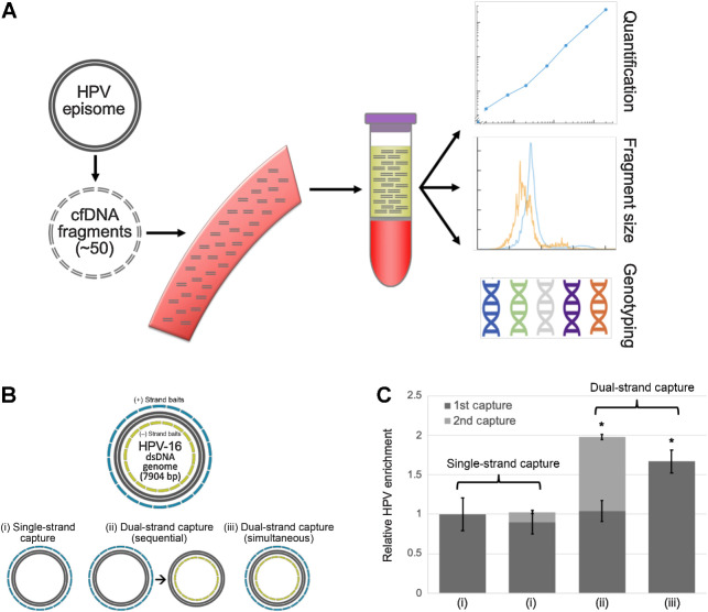 Figure 1. Overview of HPV-seq and dual-strand hybrid capture. A, HPV-seq conducted on plasma cfDNA is designed to provide quantitative and qualitative information about ctDNA in patients with HPV-associated cancers. In addition to being highly sensitive and quantitative, HPV-seq can report on ctDNA fragment size and HPV genotype. Each full-length viral genome (episome or linearized genome) is expected to yield approximately 50 distinct cfDNA fragments. B, HPV-seq is conducted using hybrid-capture sequencing with single-stranded [sense (+) and/or antisense (−)] biotinylated baits tiled across the HPV genome: (i) single-strand viral genome hybrid capture, (ii) sequential dual-strand hybrid capture, and (iii) simultaneous dual-strand hybrid capture. C, Compared with single-strand hybrid capture (i), dual-strand hybrid capture using either a sequential (ii) or simultaneous (iii) approach recovers more HPV molecules. Results were normalized to the degree of HPV sequence enrichment with a single round of capture using single-stranded baits (left-most bar). Subjecting the unbound library to another round of hybrid capture using baits targeting the same strand (second bar from left) did not improve HPV sequence enrichment. The degree of HPV DNA enrichment in postcapture libraries was determined using HPV-16 E6 and E7 dPCR assays. N = 4 per condition. Error bars represent SD. Asterisk indicates statistical significance (P < 0.05) in comparison with single-strand capture conditions.