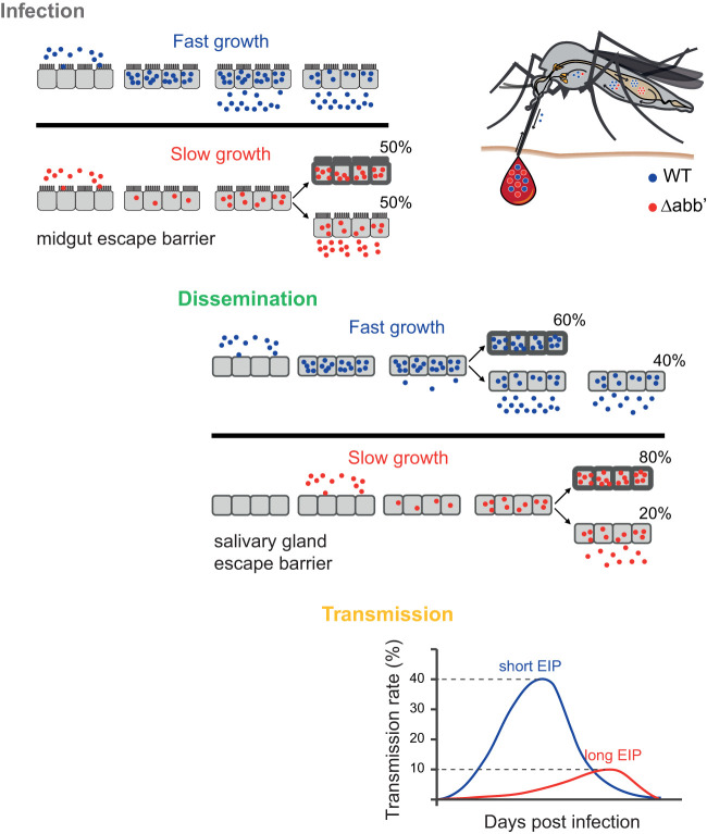 FIG 6