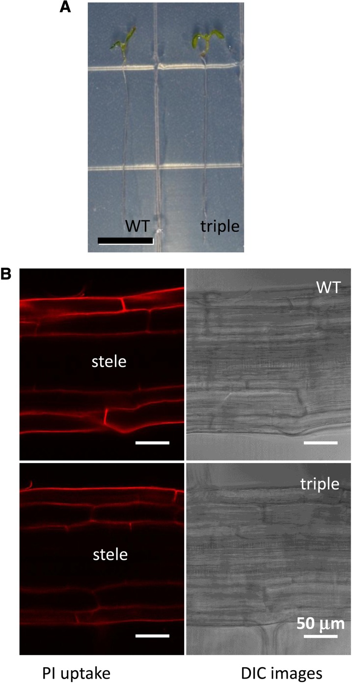 Figure 5.