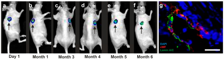 Figure 24