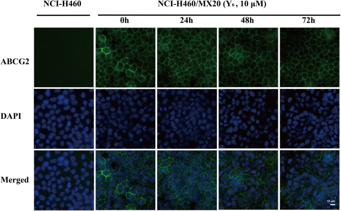 FIGURE 4