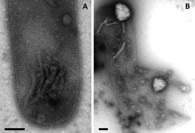 Fig. S4.