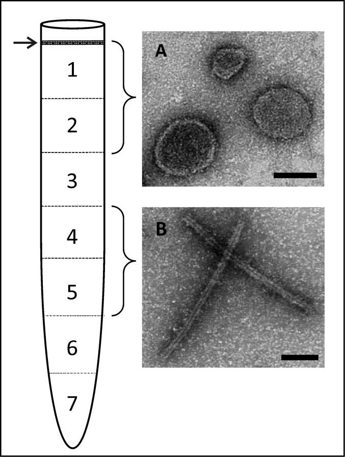 Fig. S8.